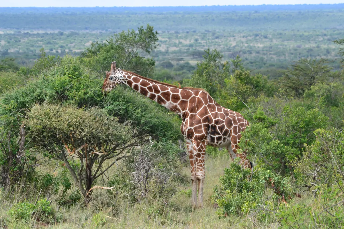 A reticulated giraffe browsing among acacia bushes