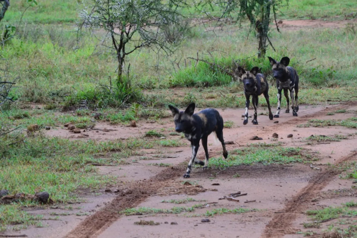 Three African wild dogs running down a dirt track