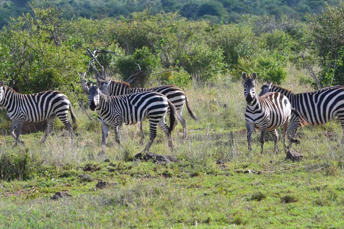 A herd of zebra on green grassland