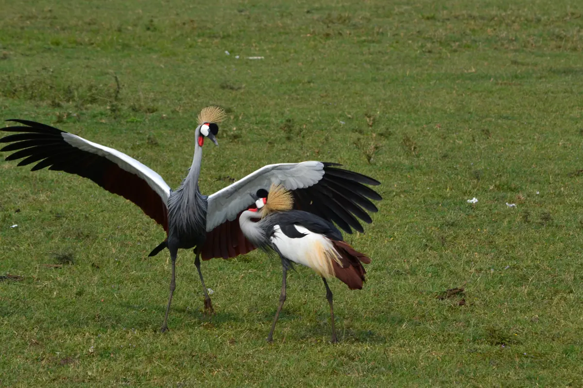 Two grey crowned cranes with spread wings on short grass
