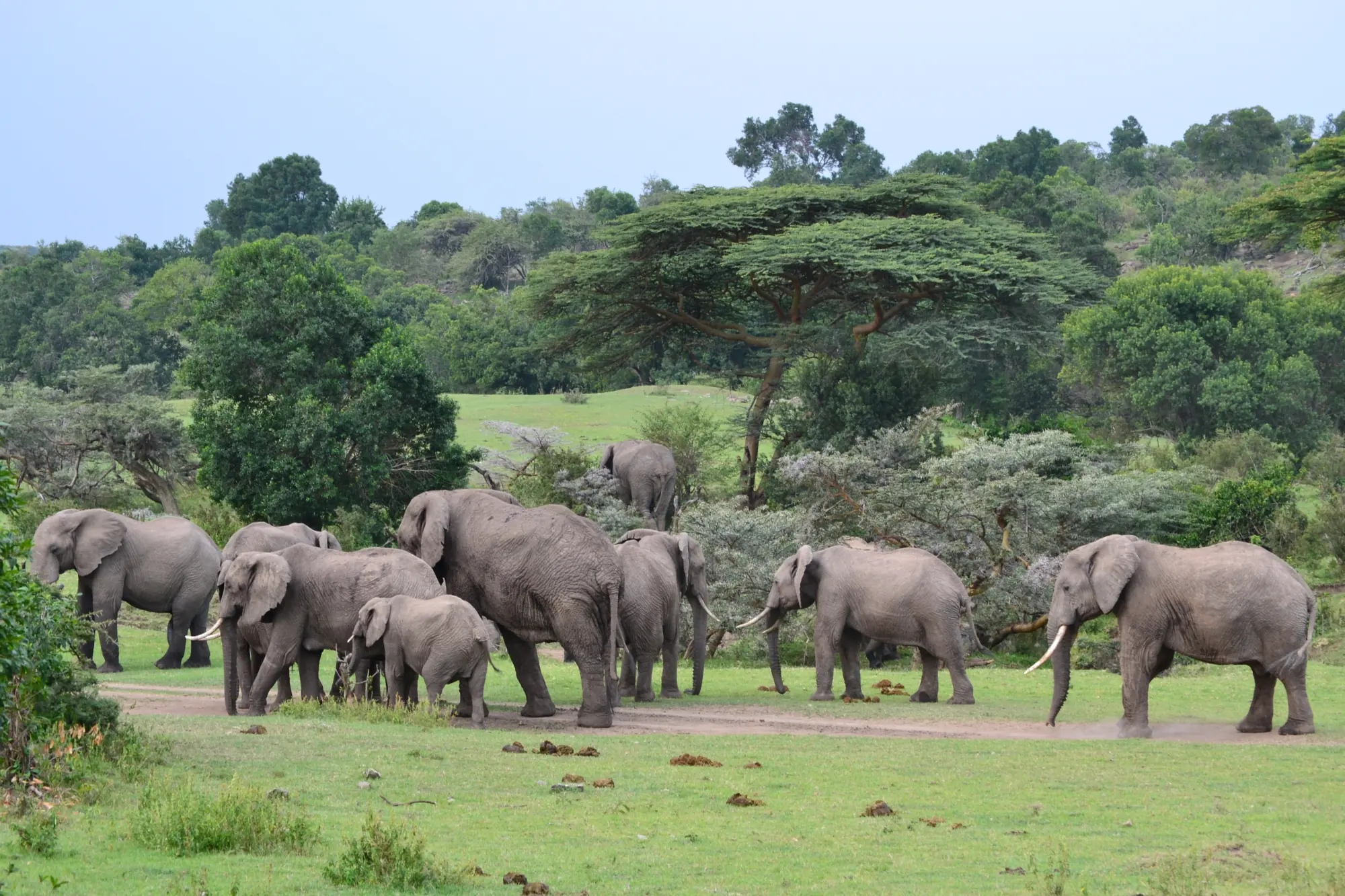 A large family of elephants crossing a green clearing ringed with acacia trees