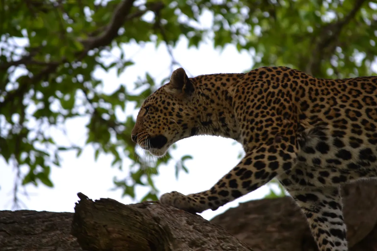 A leopard resting along a thick tree branch