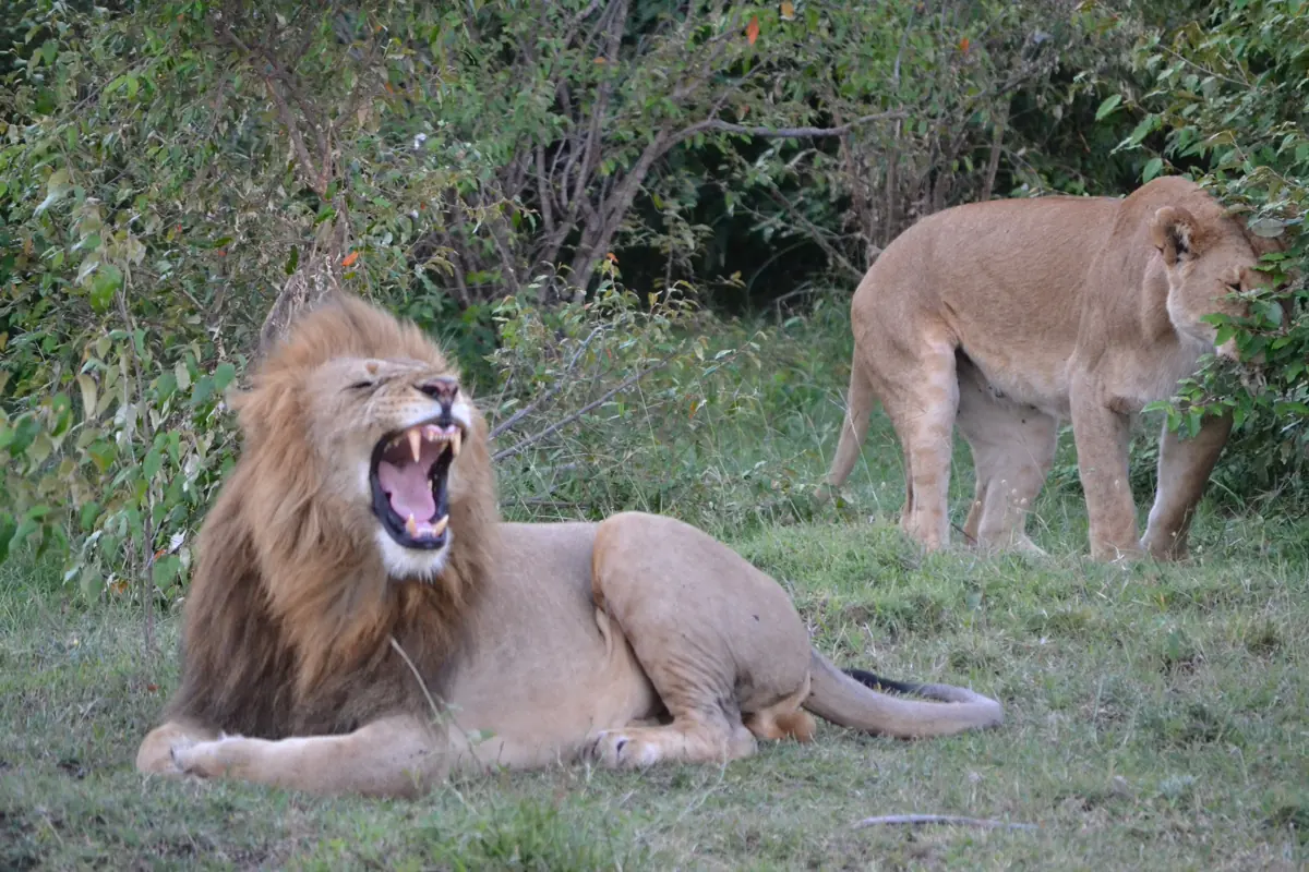 A male lion with a dark mane yawning widely while a lioness walks behind him