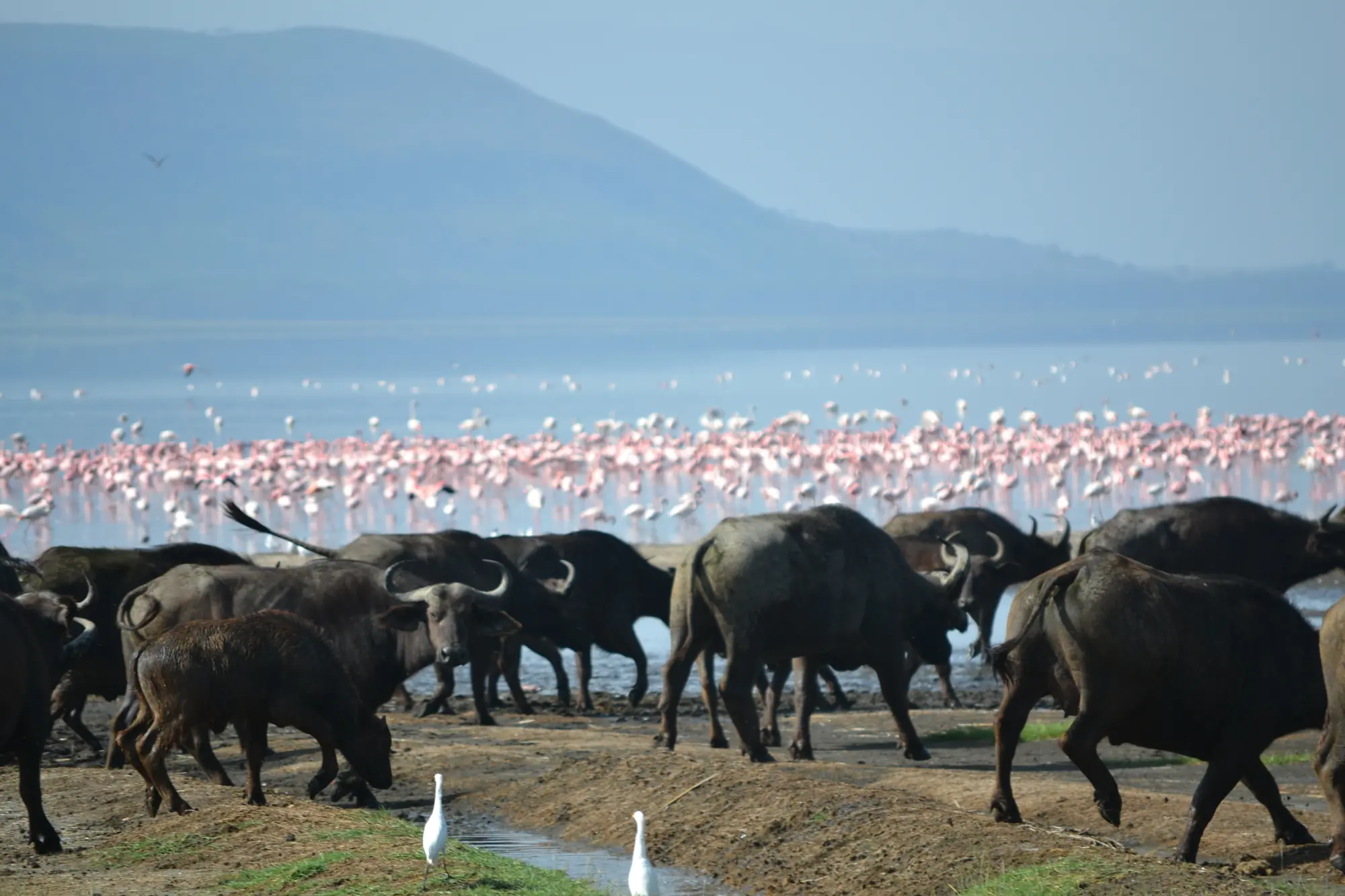 A herd of cape buffalo walking along a lakeshore lined with thousands of pink flamingos