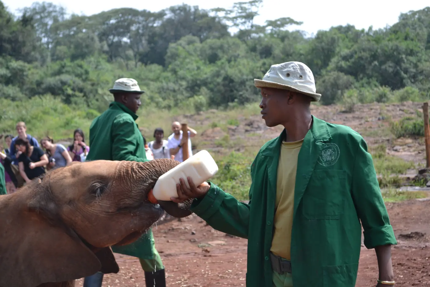 A keeper in a green coat bottle-feeding a baby elephant