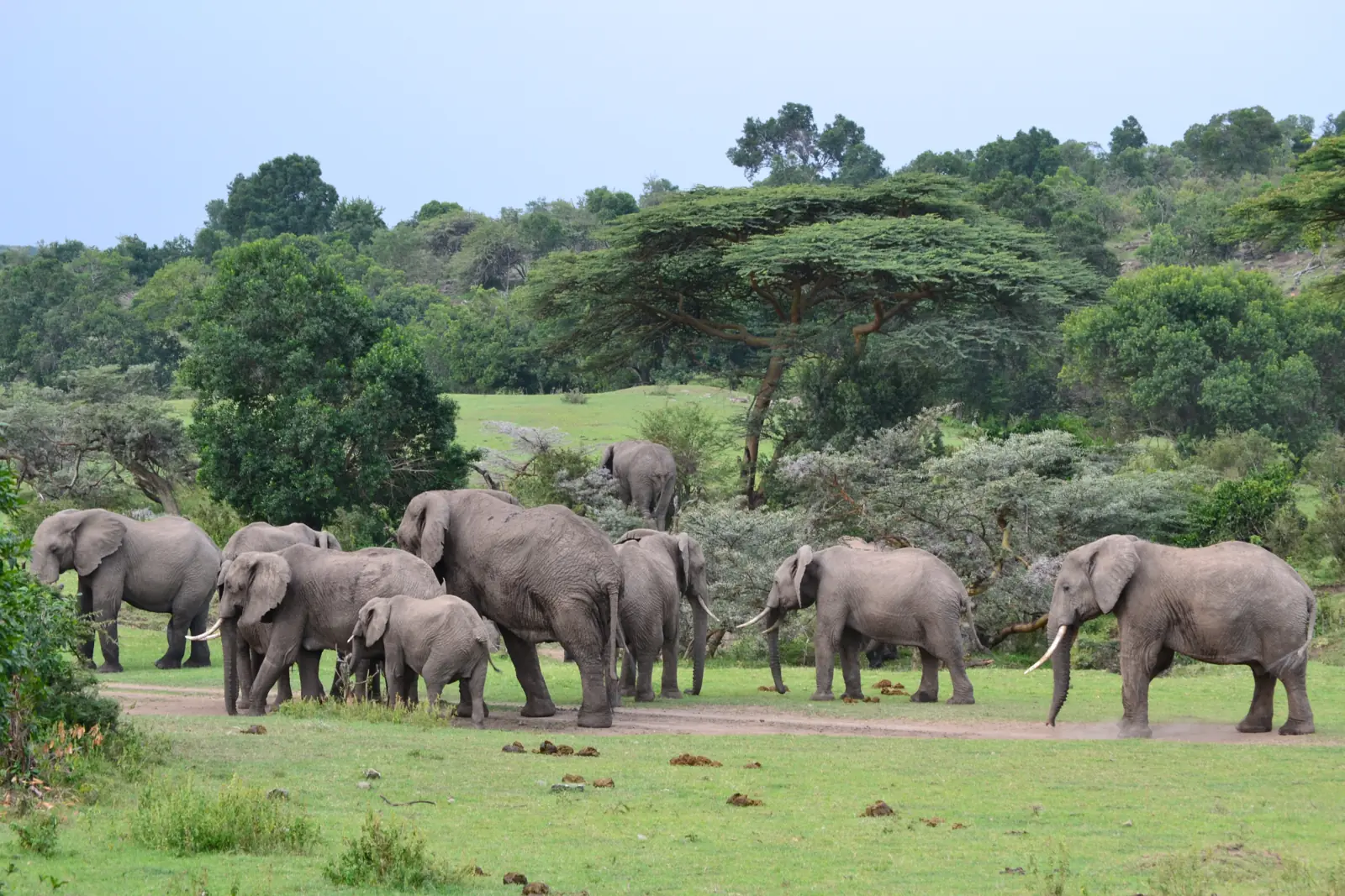 An elephant family crossing a green clearing in the Maasai Mara