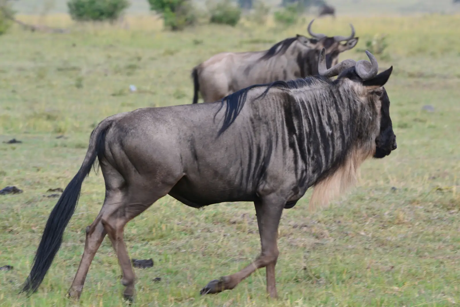 Wildebeest walking across green grass in the Maasai Mara