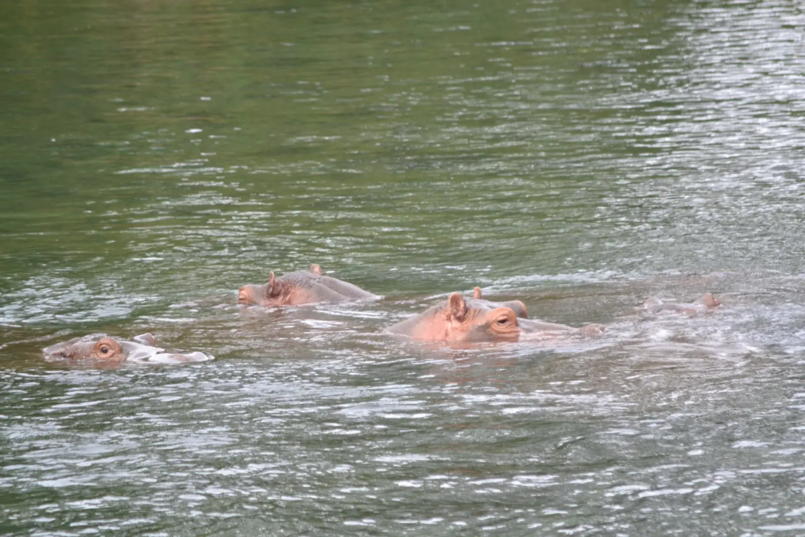 A group of hippos half-submerged in clear water at Mzima Springs, Tsavo